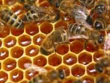 Пчелиная продукция лекарство